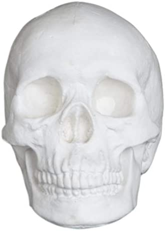 Plaster Cast Skull, Human Skull, for Life Drawing and Painting, Life Size, White, Halloween 6.5x9x6"