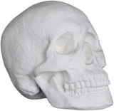 Plaster Cast Skull, Human Skull, for Life Drawing and Painting, Life Size, White, Halloween 6.5x9x6"
